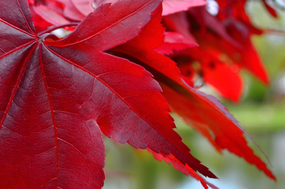 Red Leaf