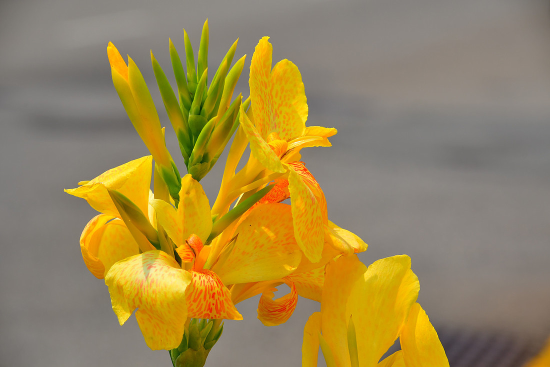 Yellow and Orange