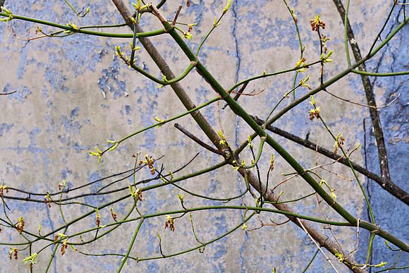 Budding