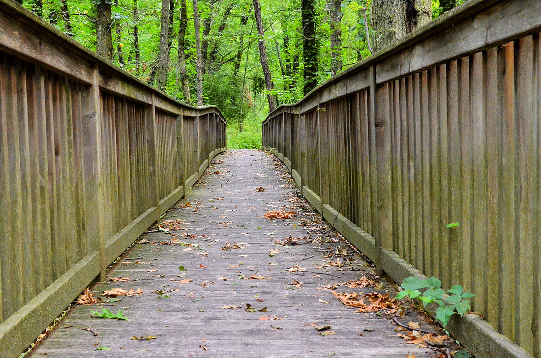 Into the Woods