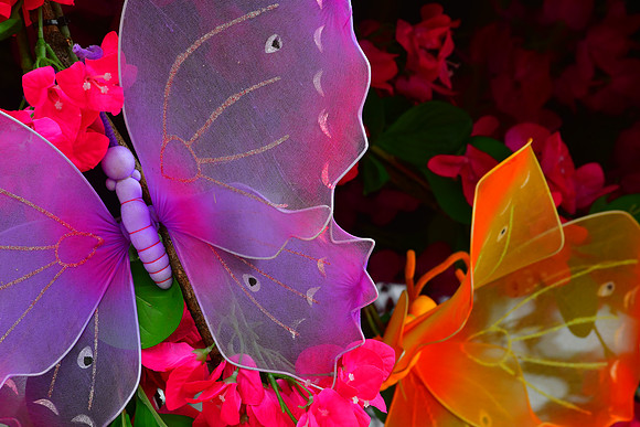 Butterfly Fantasy