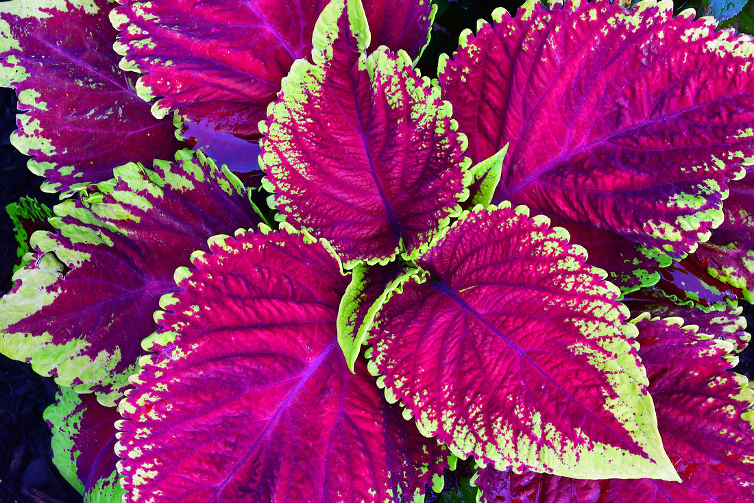 Colorful Coleus