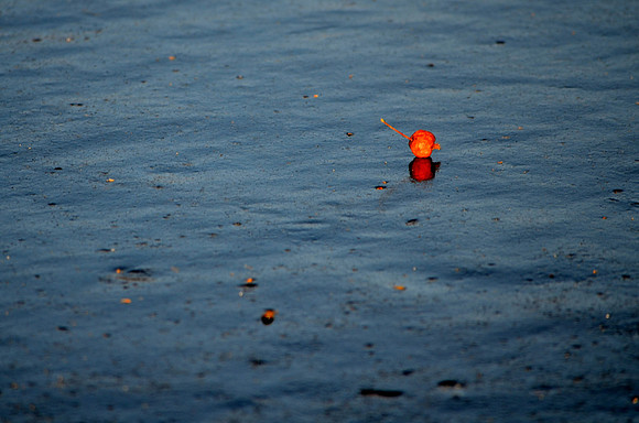 Frozen Berry