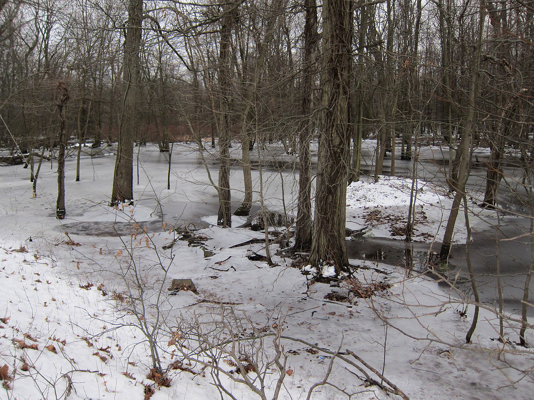 Icy Woods