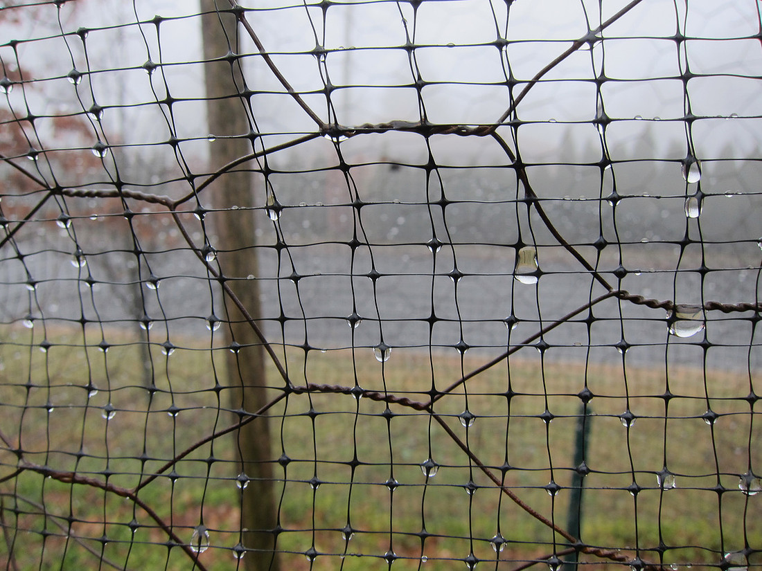 Fog Drops