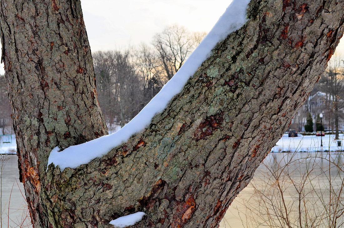 Snow Trunk