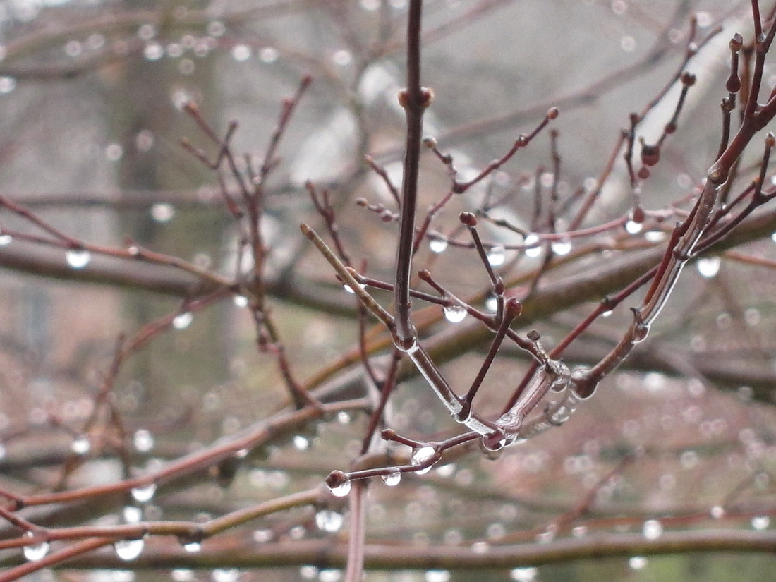Drops and Buds