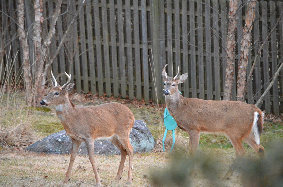 Two Bucks