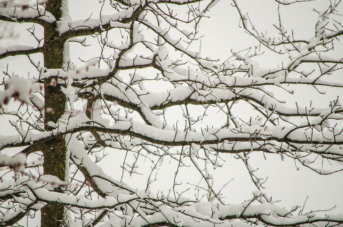 Snow Tree