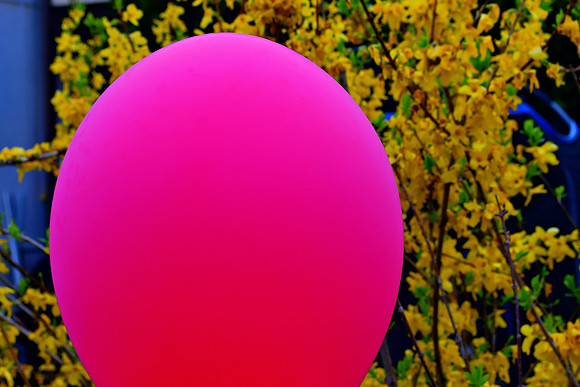 Pink Spring