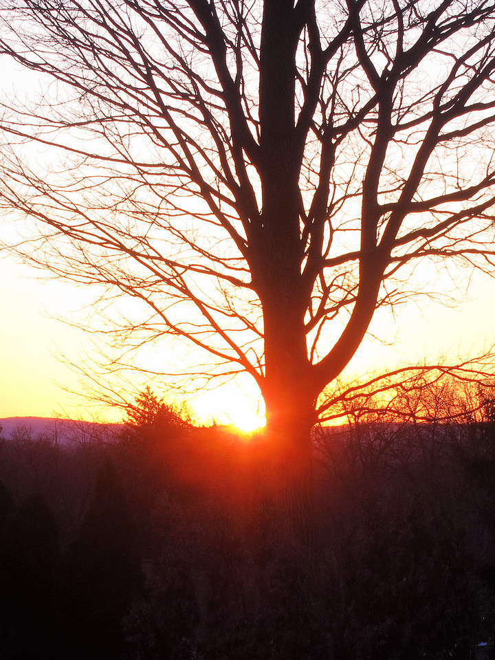 Sunset Tree