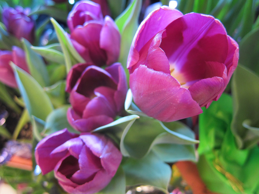 Spring at ShopRite