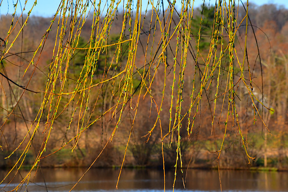 Early Buds