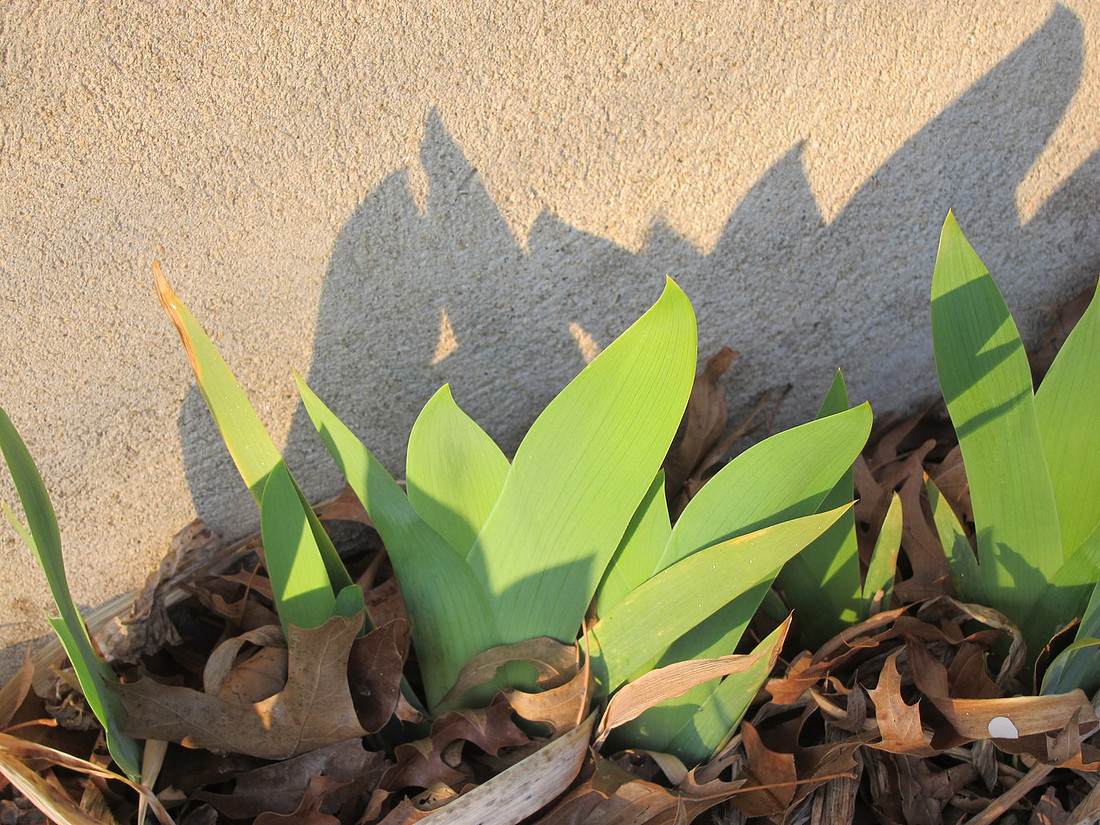Spring Shadow