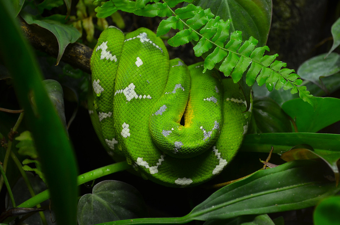 Snake