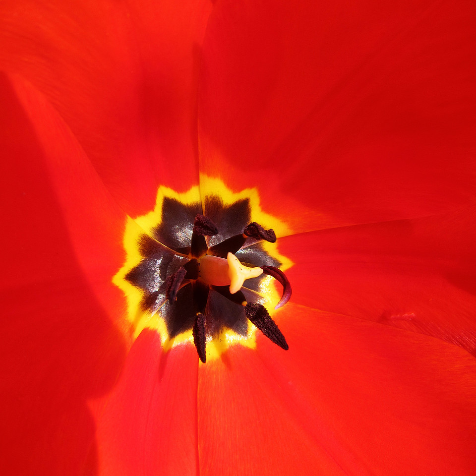 Tulip