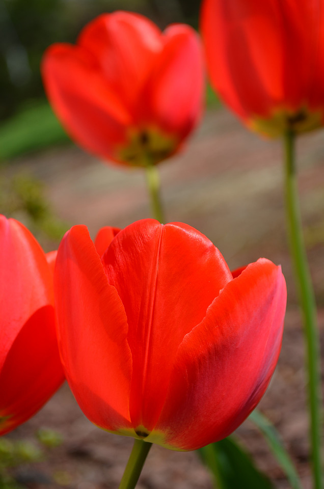 Tulips