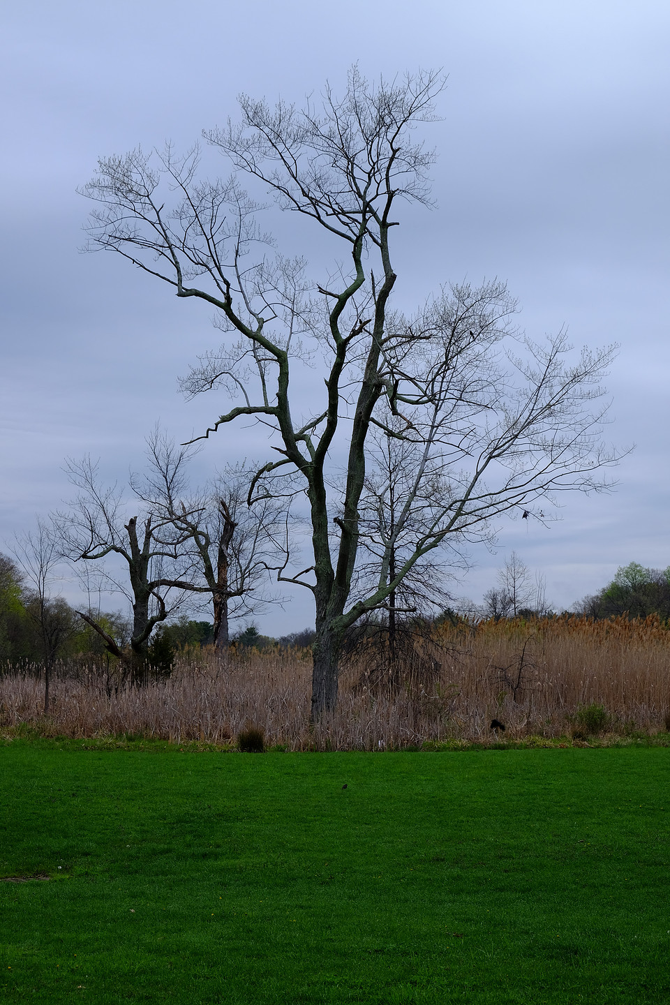 No Leaves
