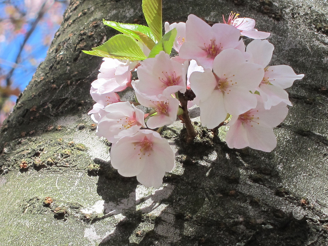 Blossom