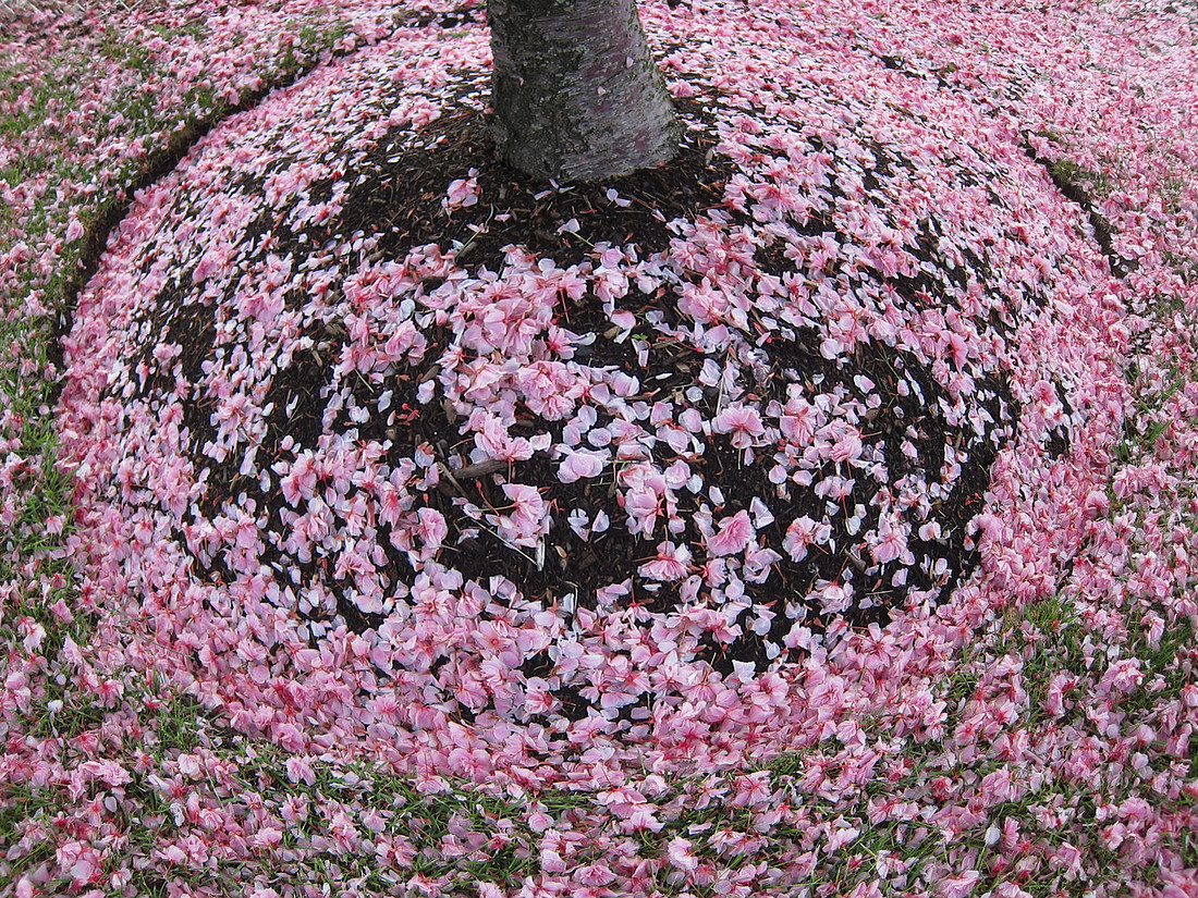 Blossom Down
