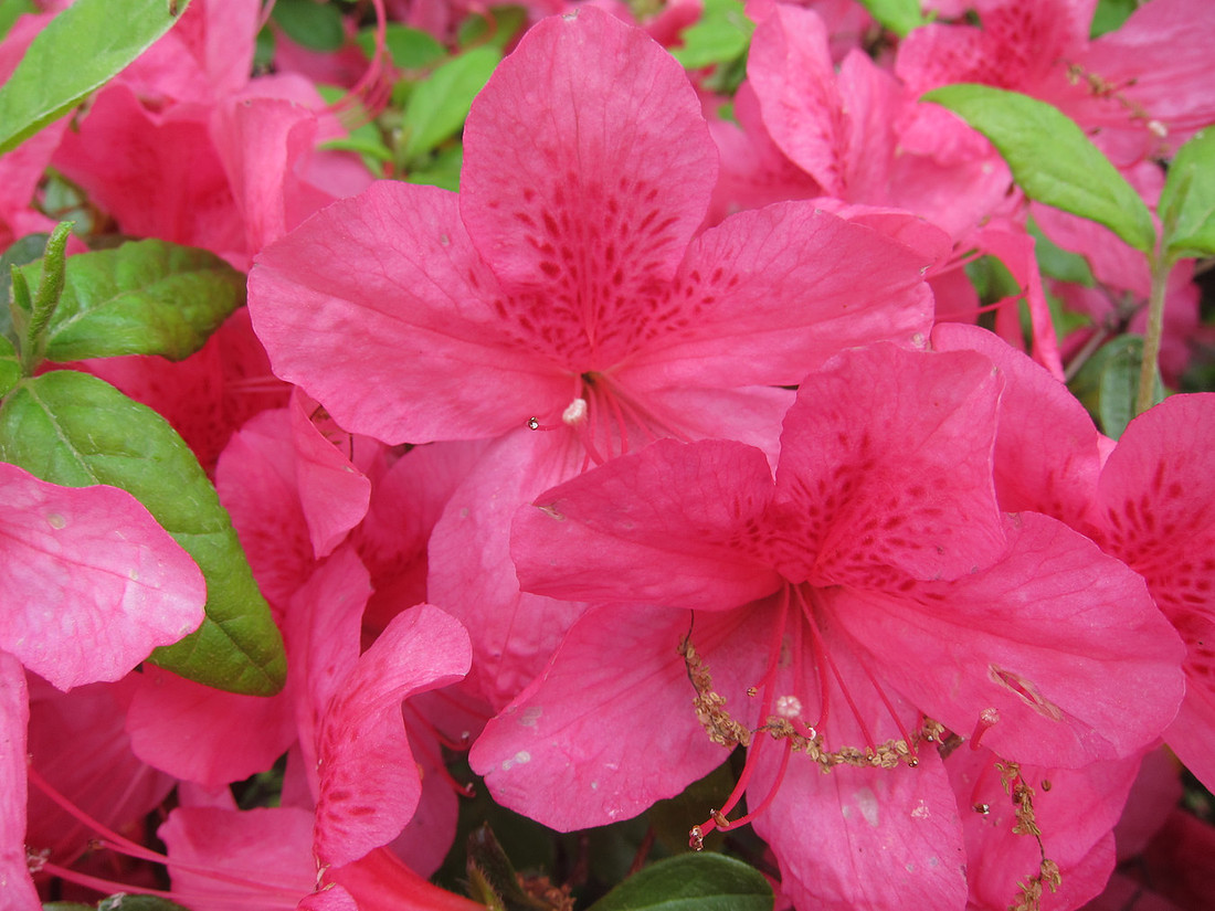 Azalea