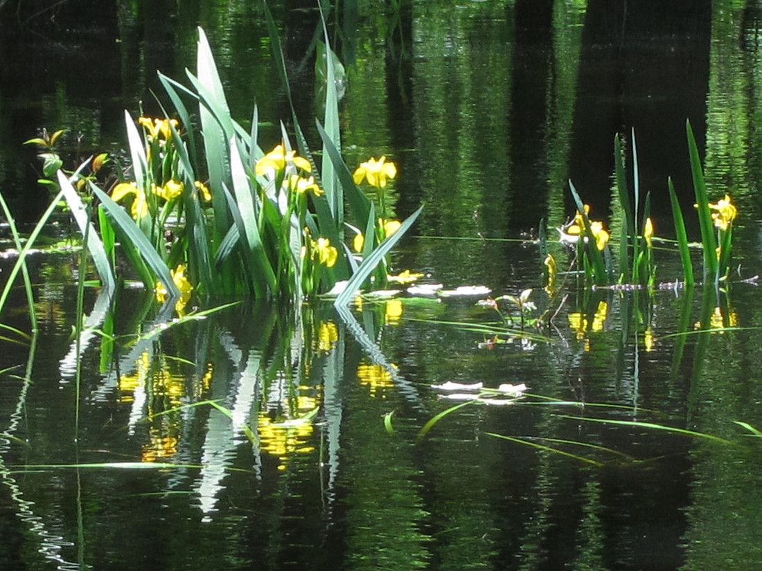 Swamp Flower
