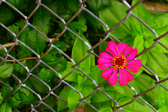 Fence Flower