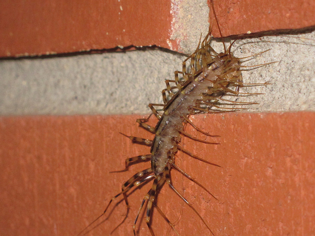Bug