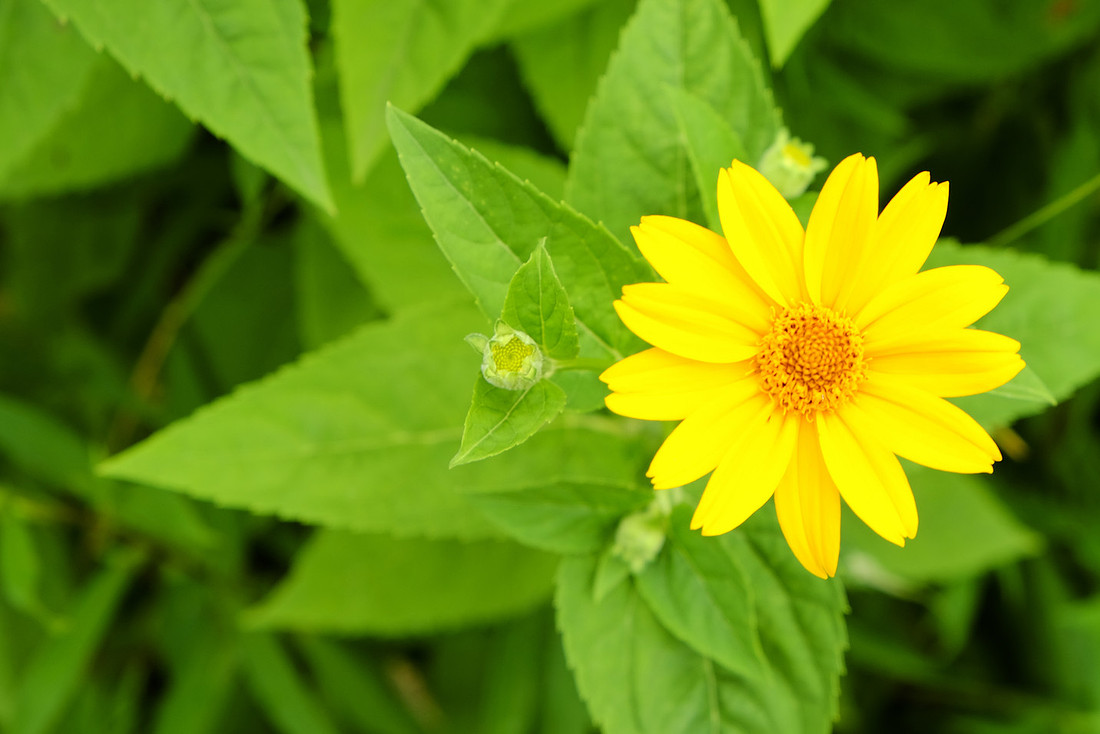 Flower and Bud