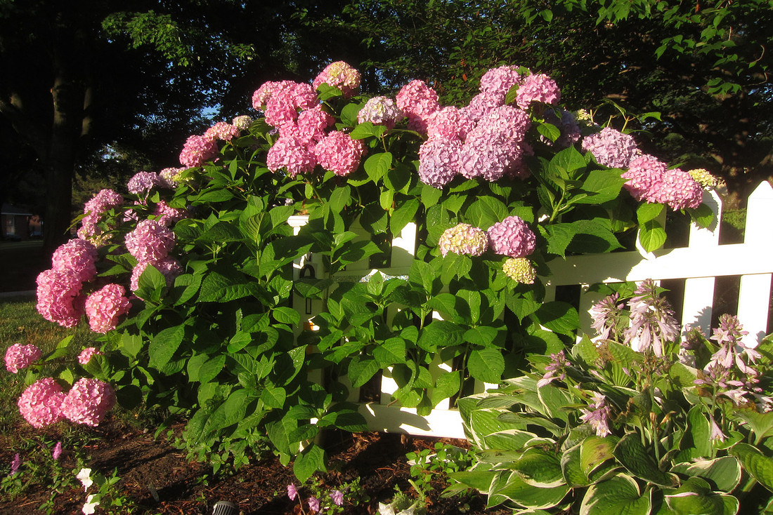 Hydrangea