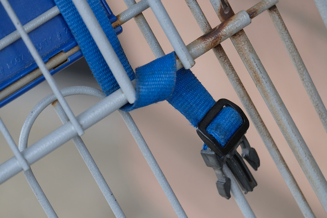 Blue Strap and Buckle