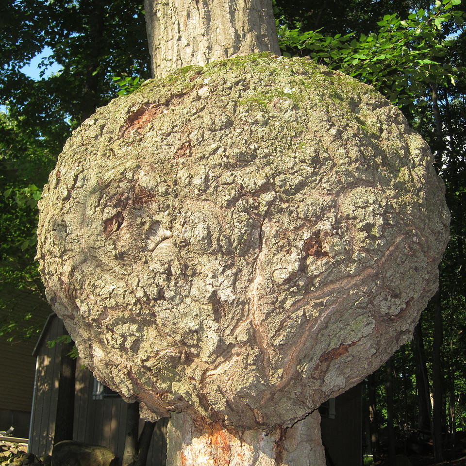 Burl