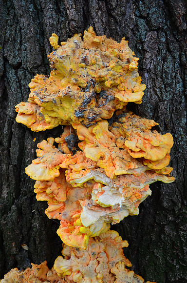 Fungus