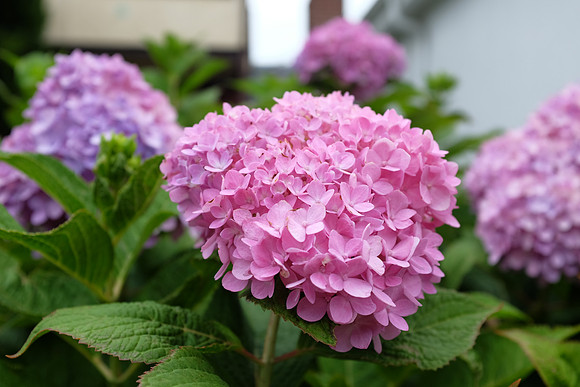 Hydrangea