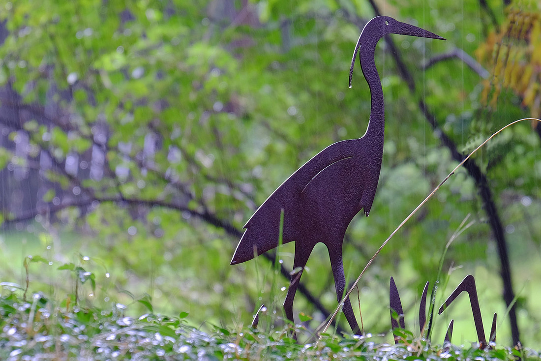 Rainy Bird