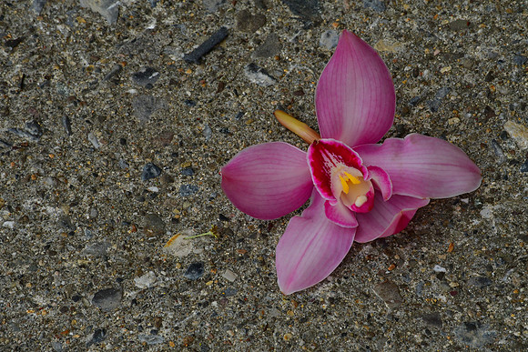 Sidewalk Flower