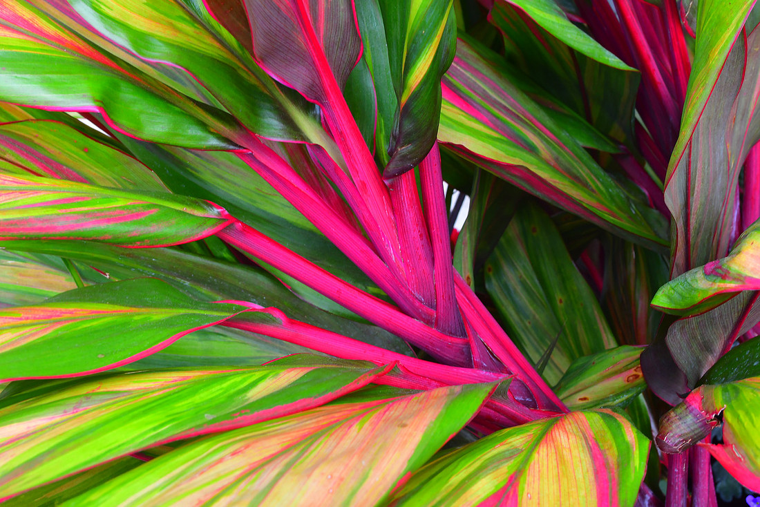 Technicolor Leaves
