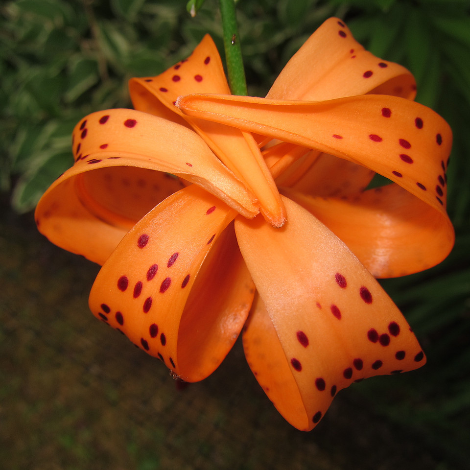 Lily