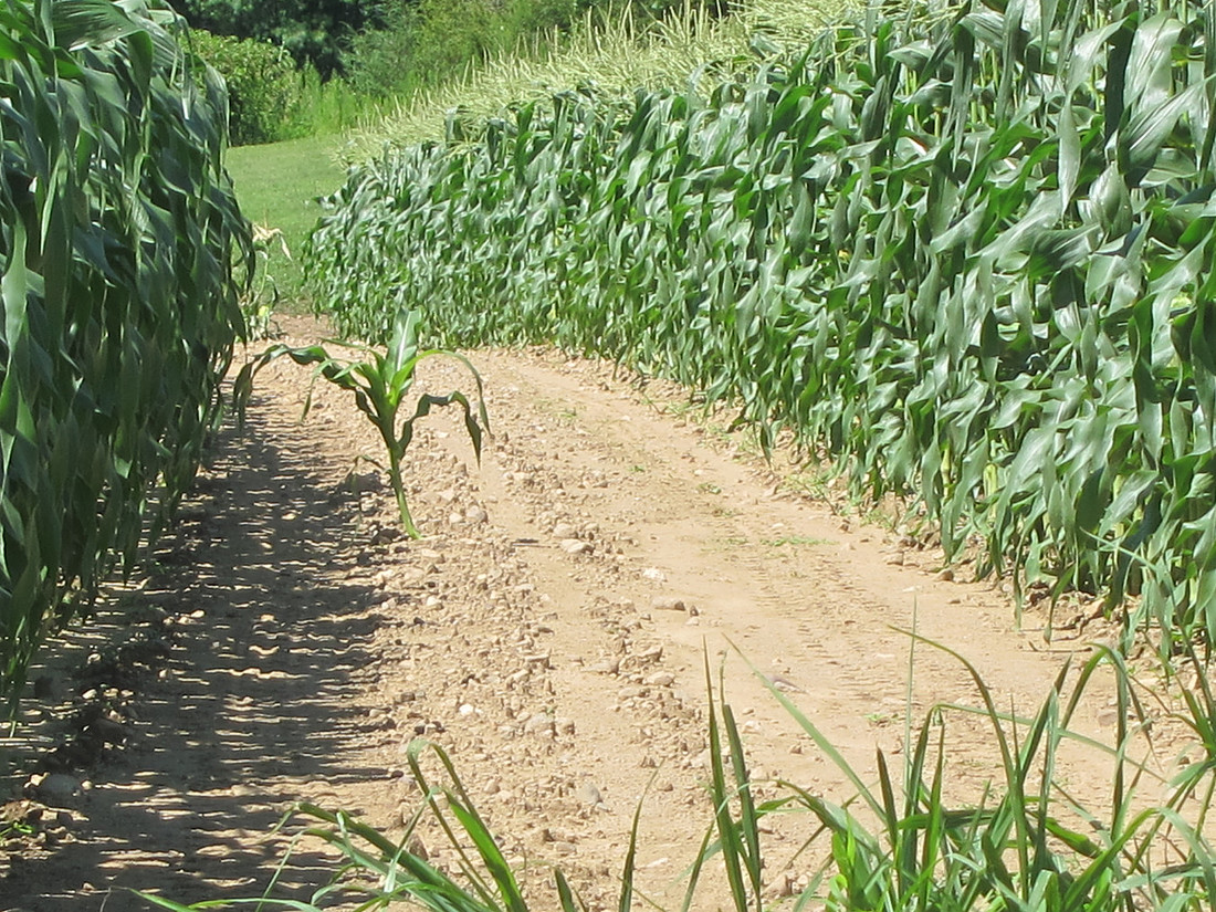 Corn