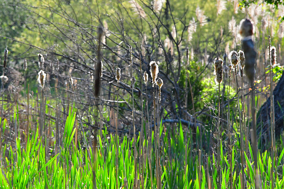 Glowing Typha