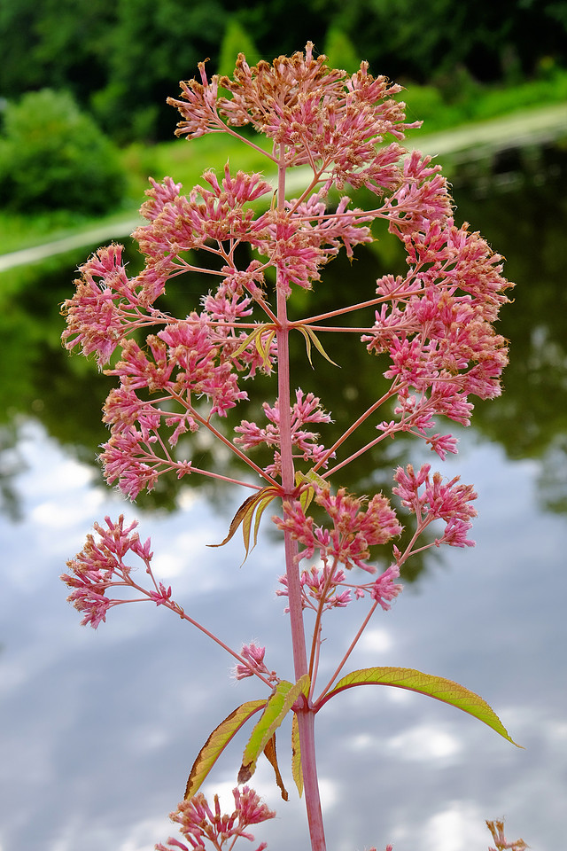 Pink Flower
