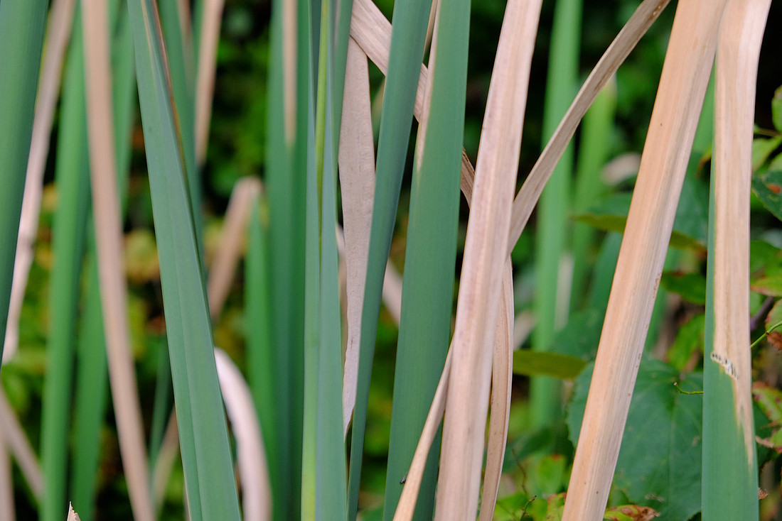 Reeds
