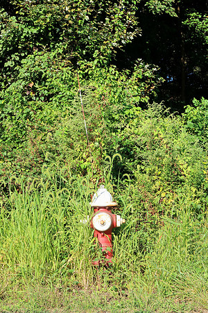 Grassy Hydrant