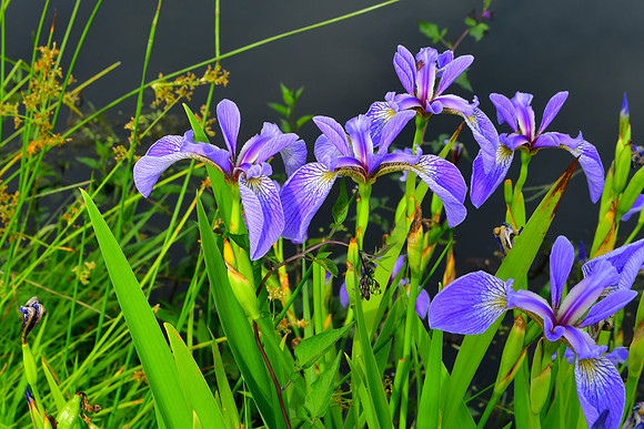 Spring Purple