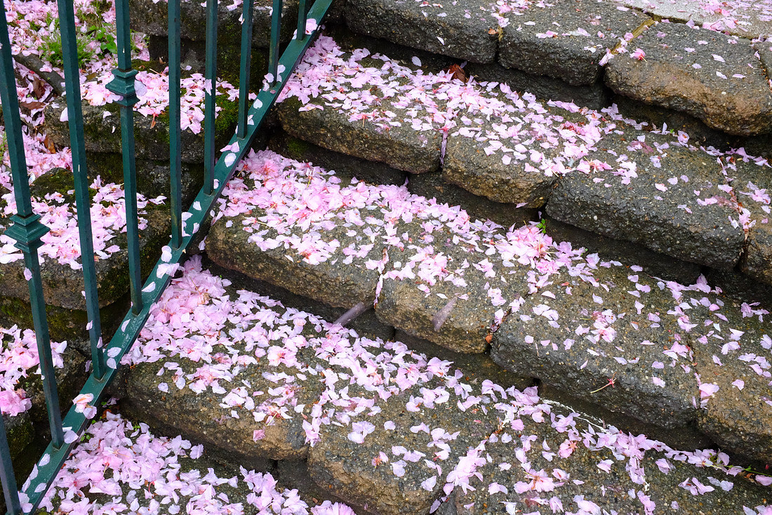 Blossom Steps