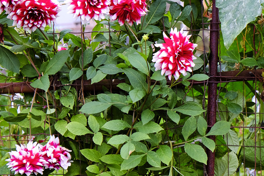 Red and White Flowers