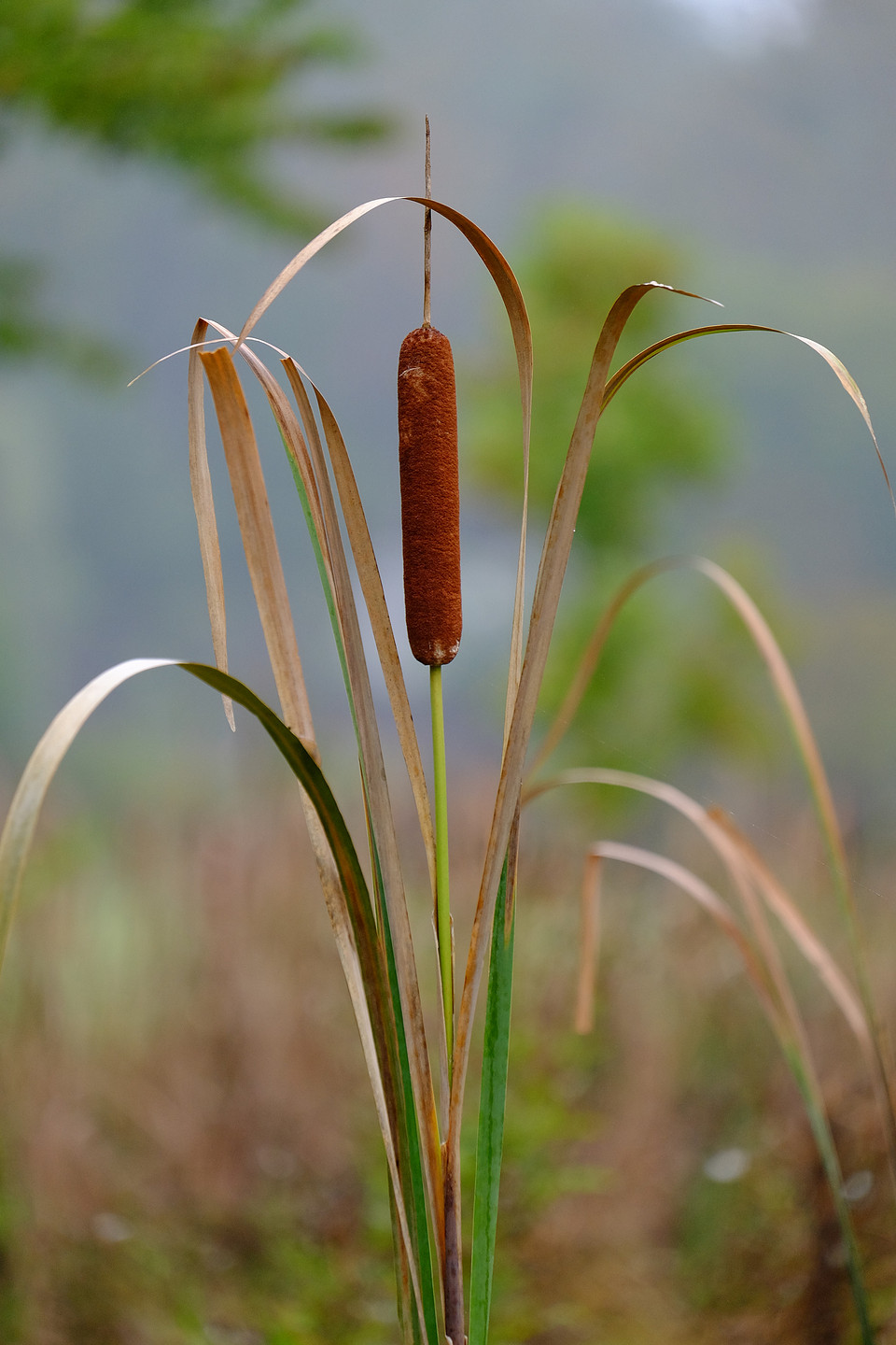 Cat Tail