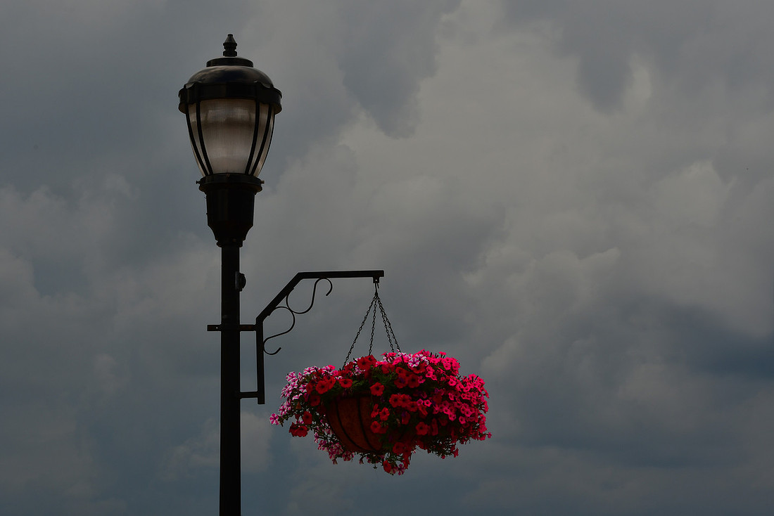 Stormy Flowers
