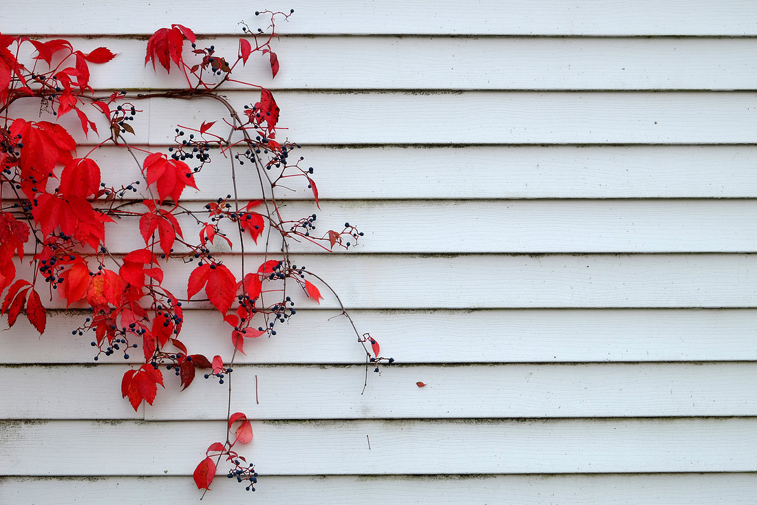 Red Leaves and Black Berries