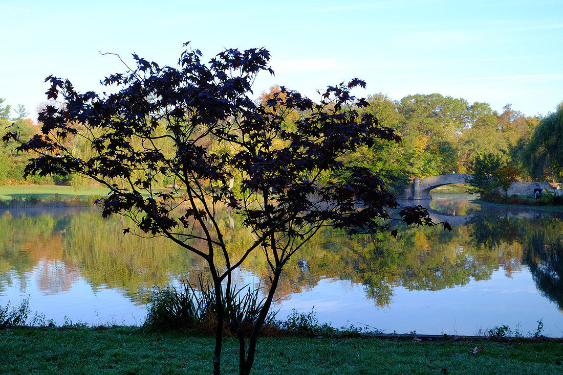 Shadow Tree